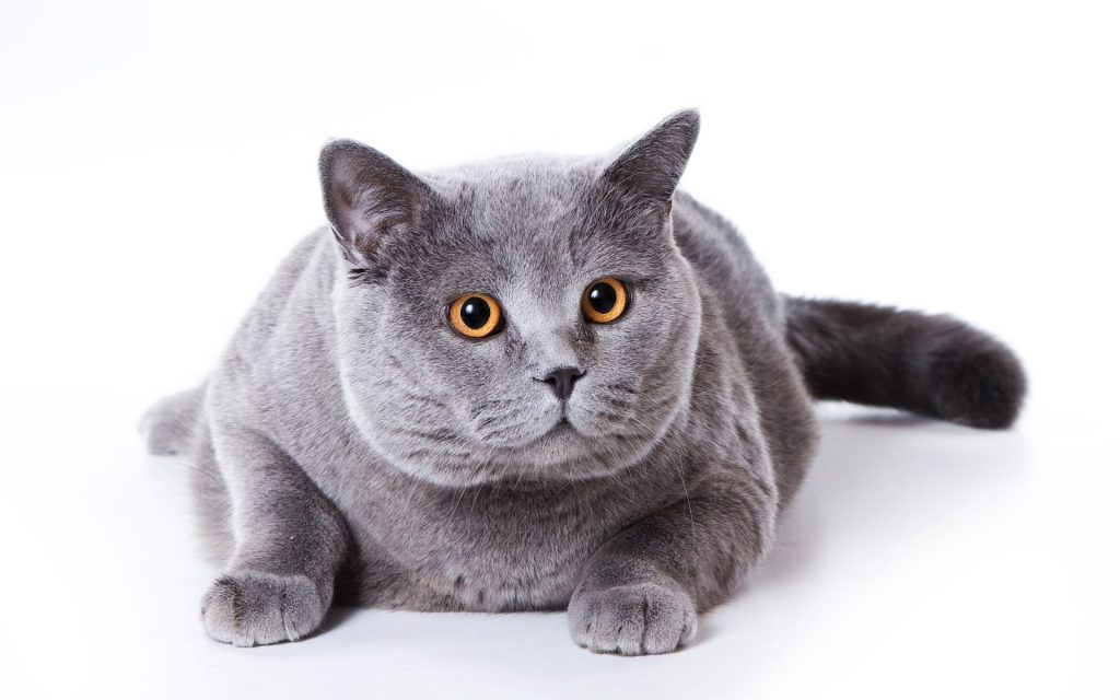 British shorthair cat fat