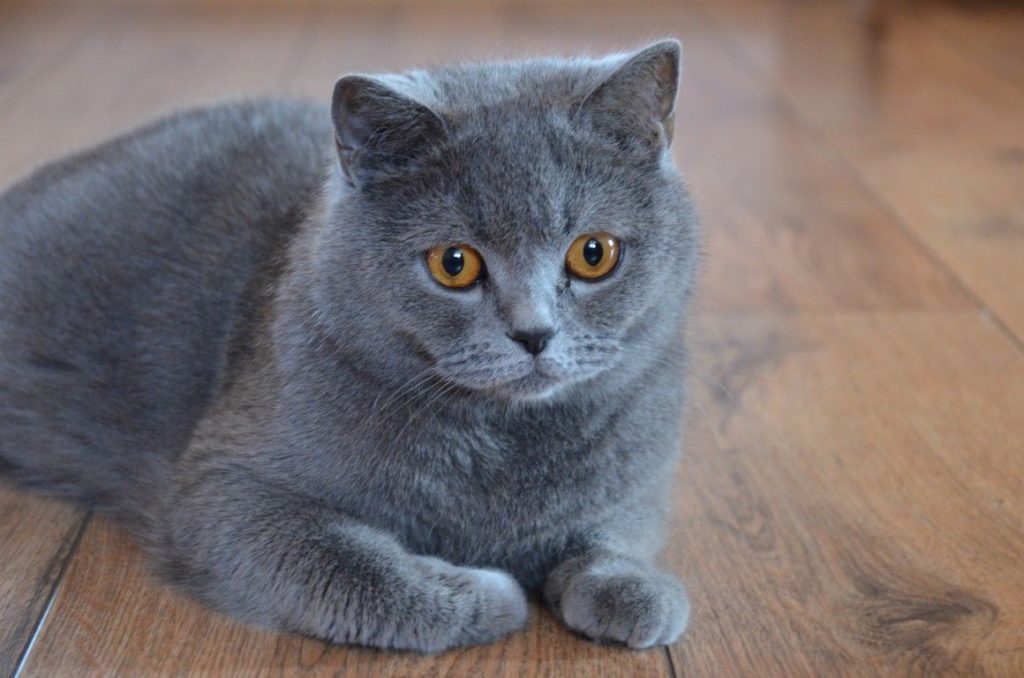 British shorthair wallpaper