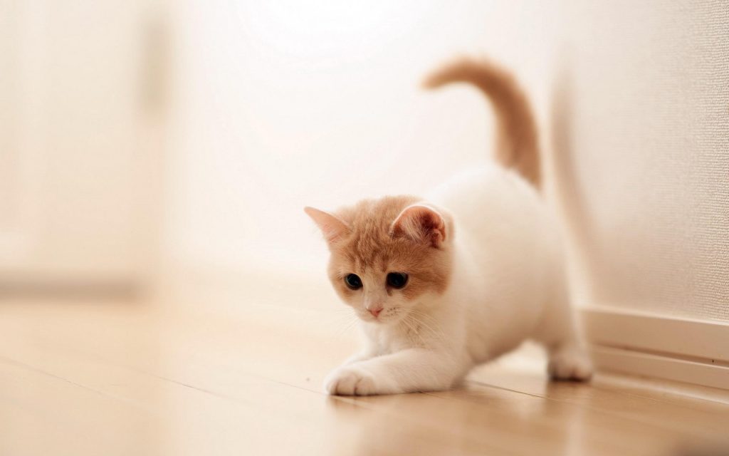 Cute baby cat