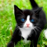 Cute black kitten background