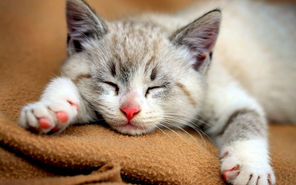 Cute cat sleeping