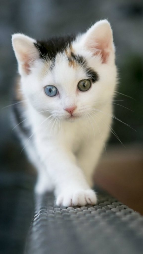 Cute kitten iphone wallpaper