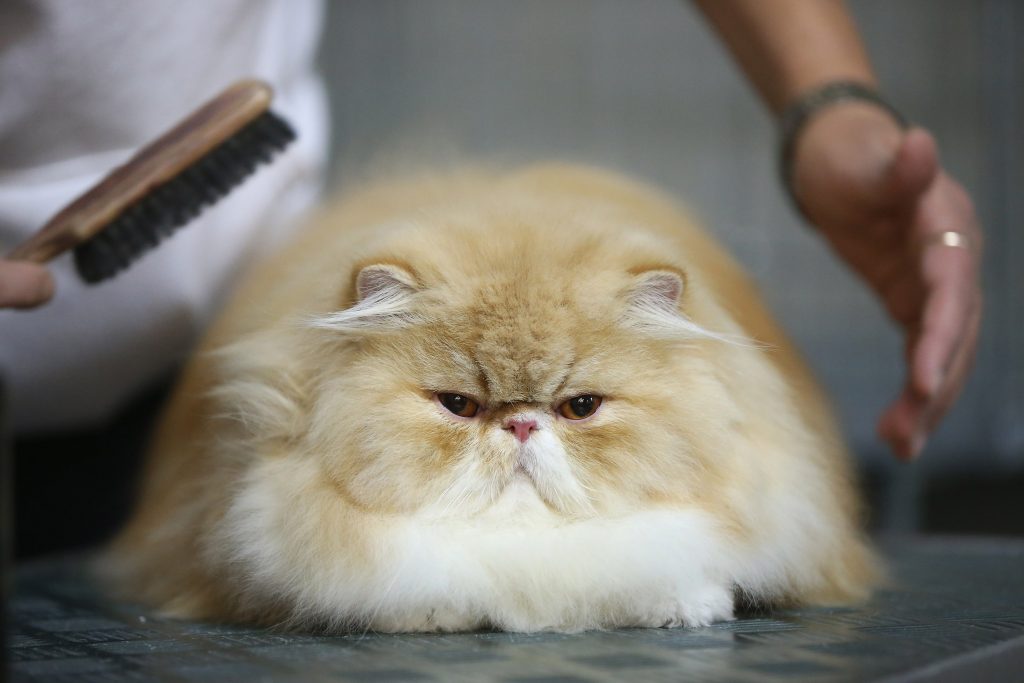 Persian cat cute fluffy