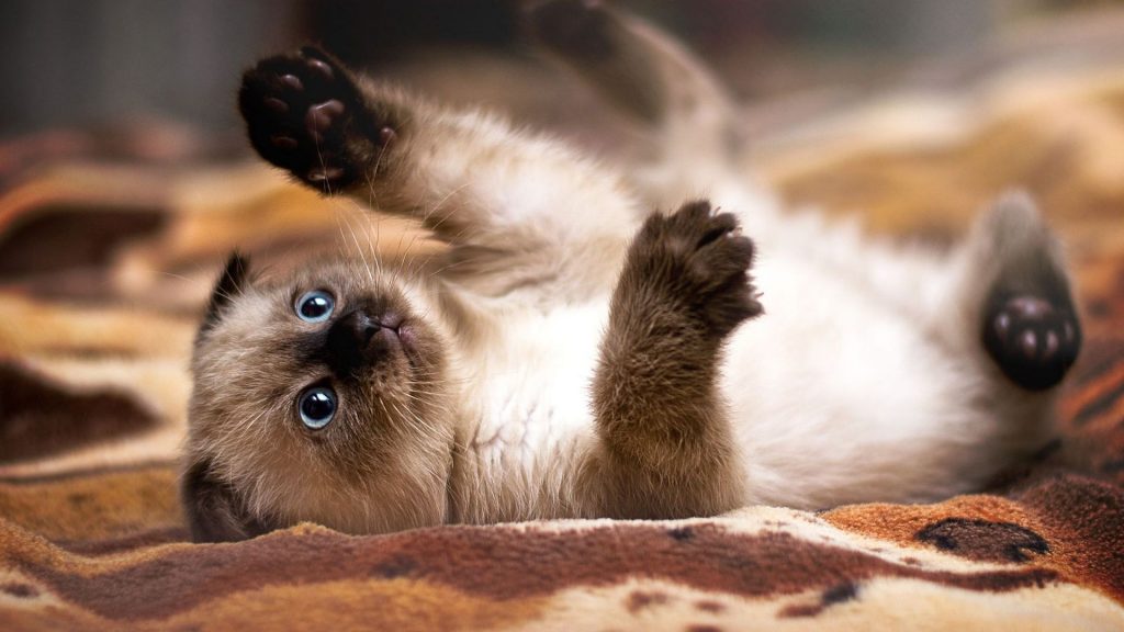 Siamese cat wallpaper