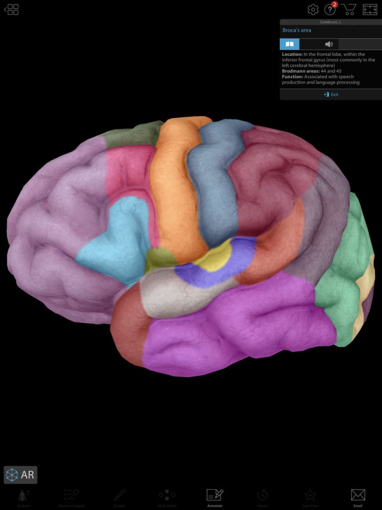 Human brain ipad